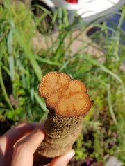 Banisteriopsis caapi