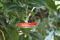 Campylopterus villaviscensio