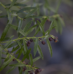 Gaultheria tenuifolia