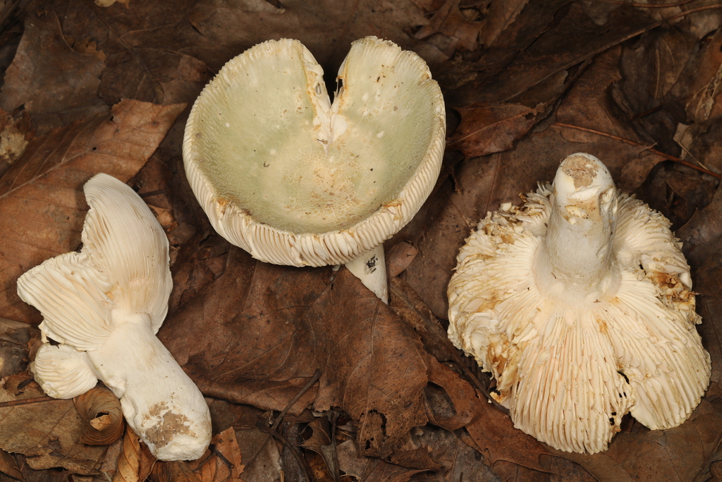 Russula sp. 'IN162'