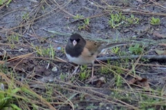 Junco hyemalis thurberi