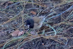 Junco hyemalis thurberi