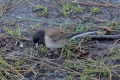 Junco hyemalis thurberi