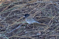 Junco hyemalis thurberi