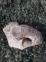 Thylacodes adamsii