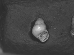 Bithynia tentaculata