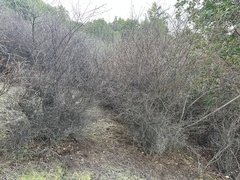 Ceanothus integerrimus