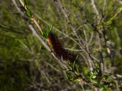 Eriogonum fasciculatum