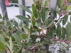 Arctostaphylos
