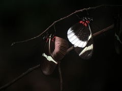 Heliconius eleuchia