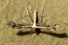 Stangeia xerodes