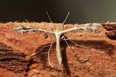 Stangeia xerodes