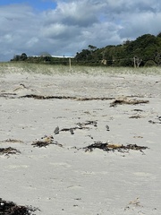 Anarhynchus frontalis