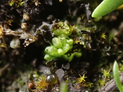 Sphaerocarpos texanus