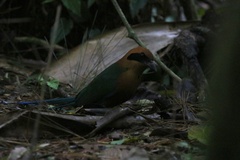 Baryphthengus martii