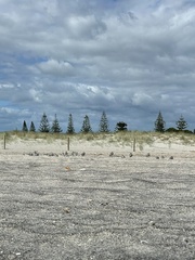 Anarhynchus frontalis