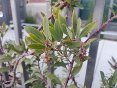 Arctostaphylos
