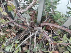 Arctostaphylos