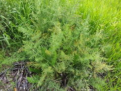Foeniculum vulgare