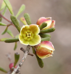 Boronia crassifolia
