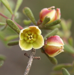Boronia crassifolia