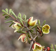 Boronia crassifolia