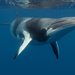 Minke Whales - Photo (c) Wayne and Pam Osborn, some rights reserved (CC BY-NC), uploaded by Wayne and Pam Osborn