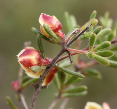 Boronia crassifolia