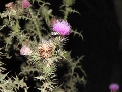 Astylus atromaculatus