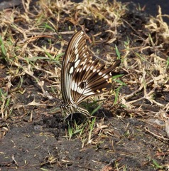Papilio constantinus