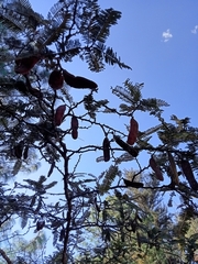 Vachellia sieberiana