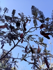 Vachellia sieberiana