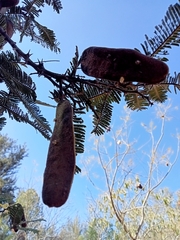 Vachellia sieberiana