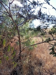 Vachellia sieberiana