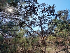 Vachellia sieberiana