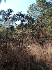 Vachellia sieberiana