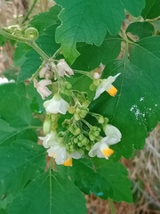 Cardiospermum grandiflorum