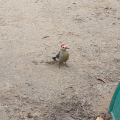 Melanerpes aurifrons