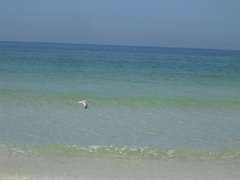 Thalasseus sandvicensis