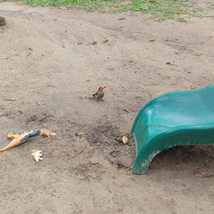 Melanerpes aurifrons