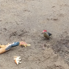 Melanerpes aurifrons