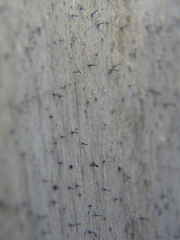 Mycocalicium subtile