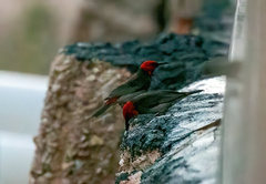 Myzomela erythrocephala