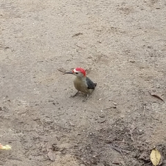 Melanerpes aurifrons