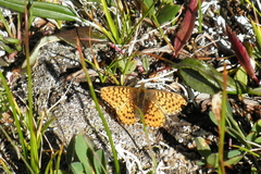 Boloria chariclea