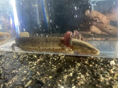 Necturus maculosus