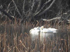 Cygnus columbianus