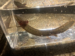 Necturus maculosus