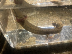 Necturus maculosus
