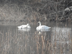 Cygnus columbianus